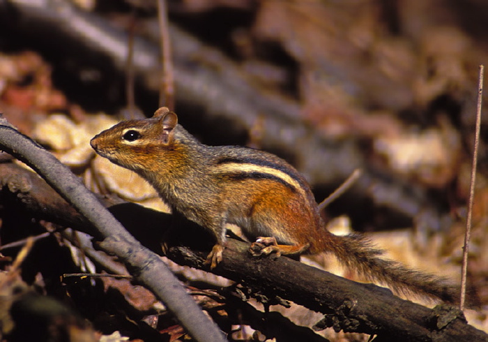 Tamias minimus Sciuridae