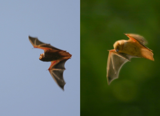 Lasiurus borealis Vespertilionidae