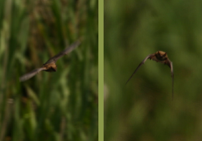 Lasiurus borealis Vespertilionidae