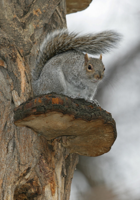 Sciurus carolinensis Sciuridae