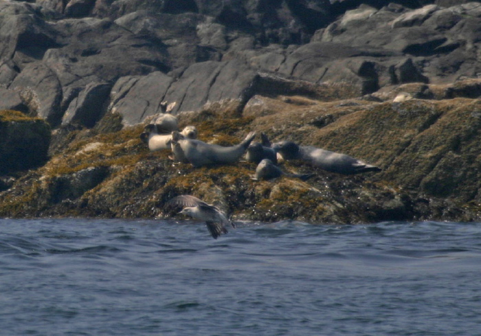 Phoca vitulina Phocidae