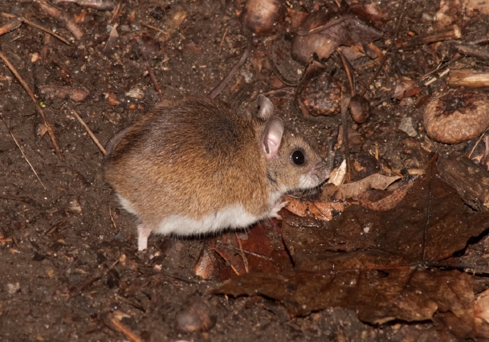 Peromyscus leucopus Muridae