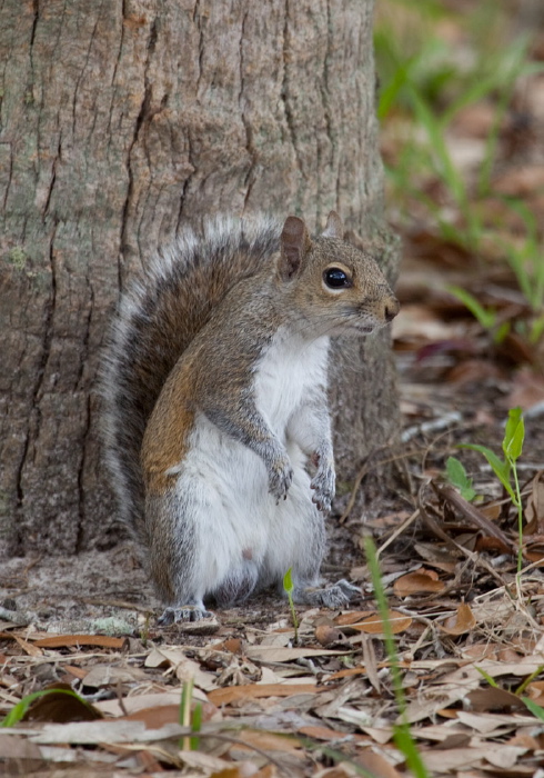 Sciurus carolinensis Sciuridae