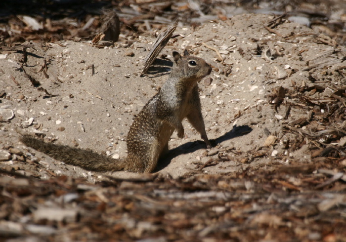 Otospermophilus beecheyi Sciuridae