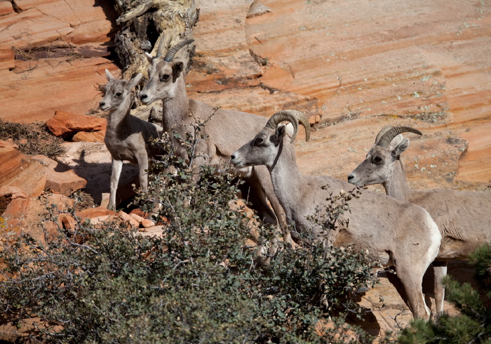 Ovis canadensis Bovidae