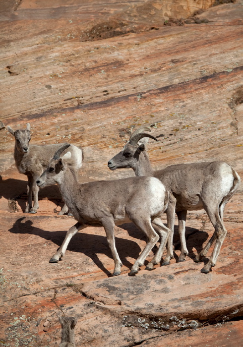 Ovis canadensis Bovidae