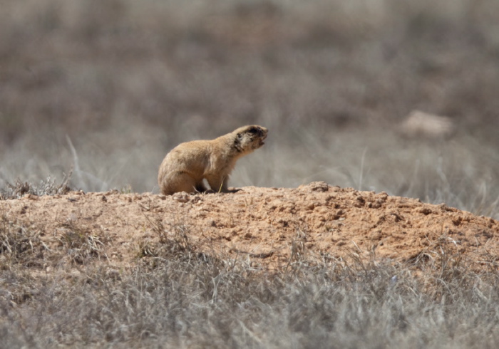 Cynomys parvidens Sciuridae