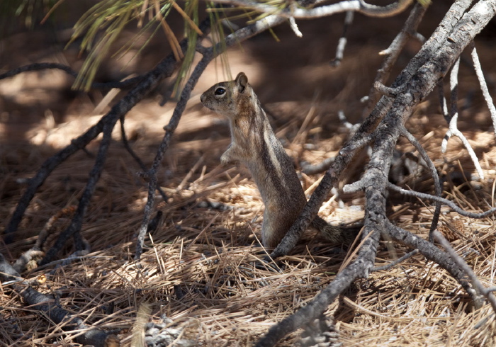 Callospermophilus lateralis Sciuridae