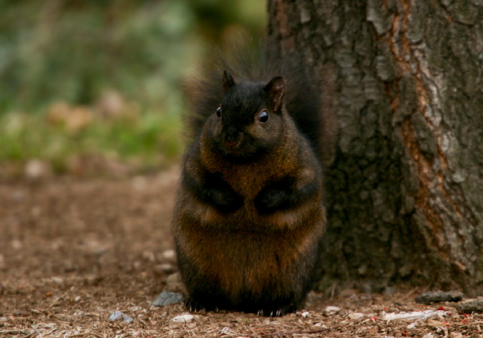 Sciurus carolinensis Sciuridae