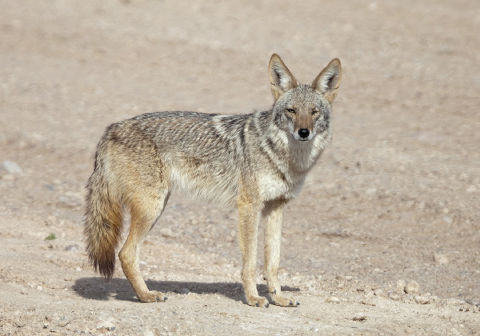 Canis latrans Canidae