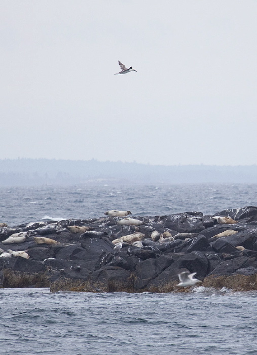 Phoca vitulina Phocidae