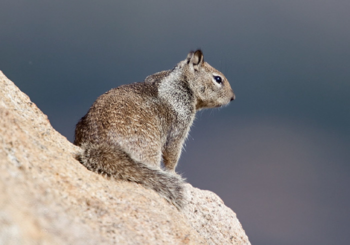 Otospermophilus beecheyi Sciuridae