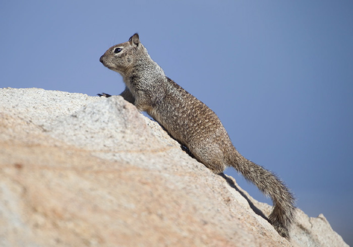 Otospermophilus beecheyi Sciuridae