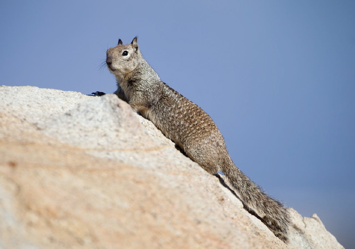 Otospermophilus beecheyi Sciuridae