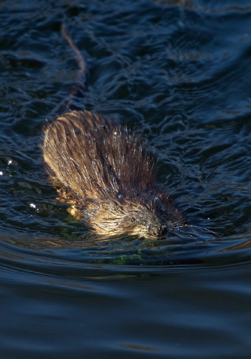 Ondatra zibethicus Cricetidae