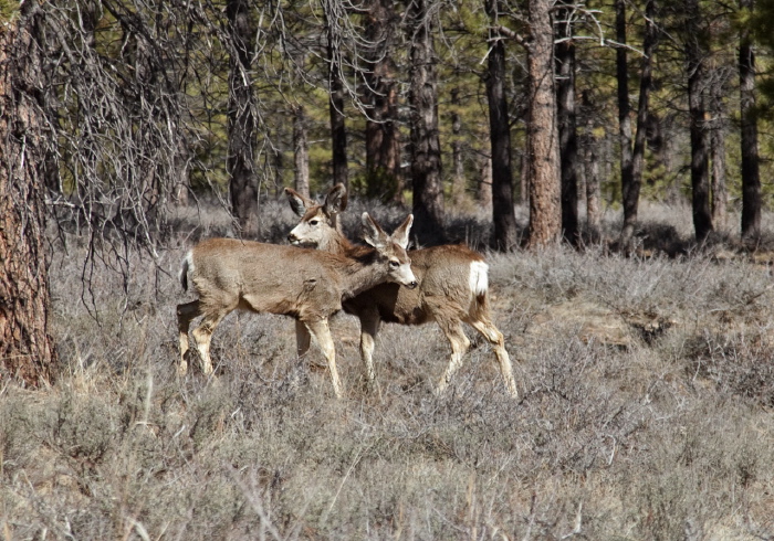 Odocoileus hemionus Cervidae