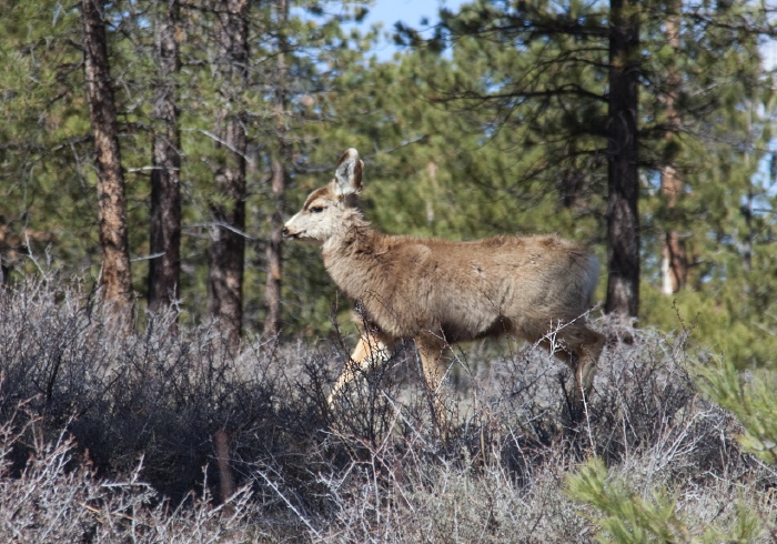 Odocoileus hemionus Cervidae