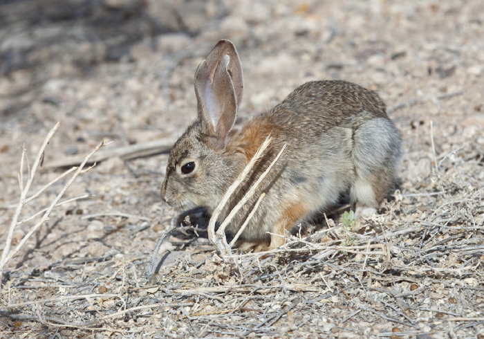 Sylvilagus audubonii Leporidae