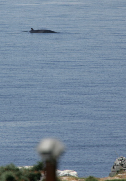 Balaenoptera acutorostrata Balaenopteridae