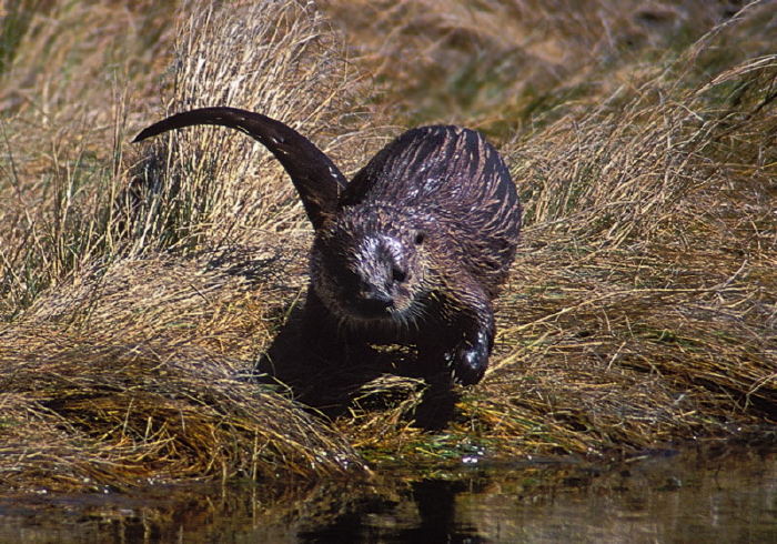 Lontra canadensis Mustelidae