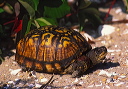 eastern_box_turtle