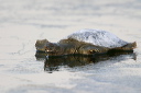 img_6013_turtle