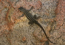 lizard_img_7429