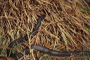 northern_black_racer