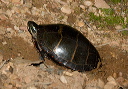 painted_turtle_1539