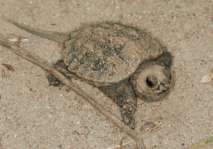 Chelydra serpentina Chelydridae