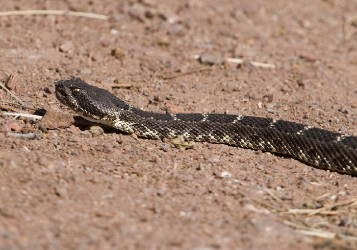 Crotalus oreganus cerberus Viperidae