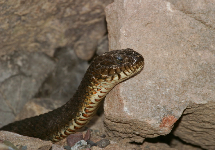 Nerodia sipedon Colubridae