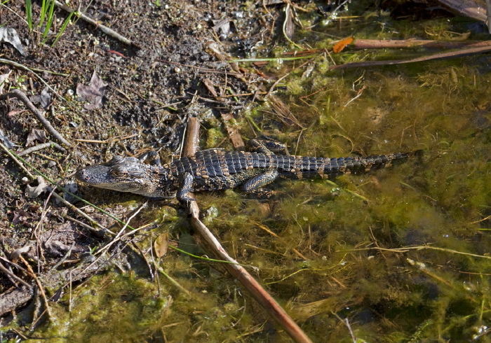 Alligator mississippiensis Alligatoridae