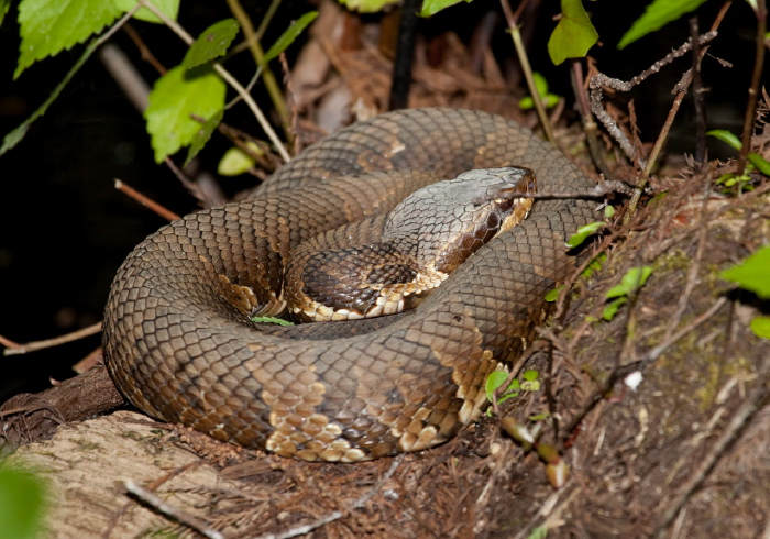 Agkistrodon piscivorus conanti Viperidae