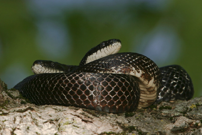 Elaphe obsoleta Colubridae