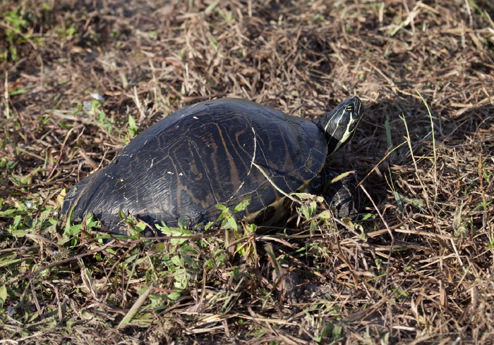 Pseudemys peninsularis Emydidae