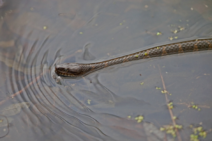 Nerodia sipedon Colubridae