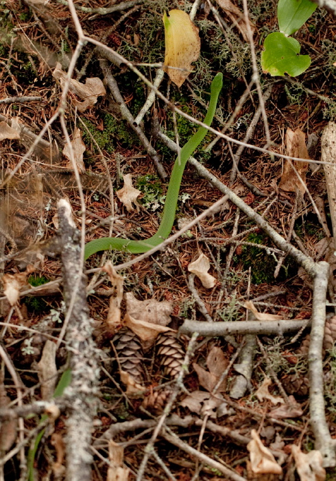 Opheodrys vernalis Colubridae