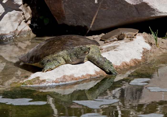 Apalone spinifera Trionychidae