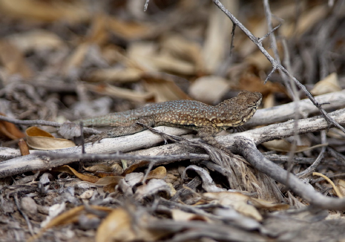 Uta stansburiana elegans? Phrynosomatidae