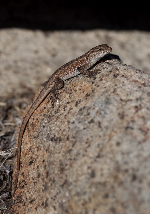 Uta stansburiana elegans Phrynosomatidae