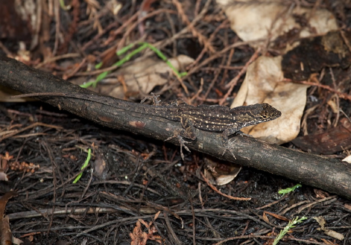 Anolis sagrei? Polychrotidae