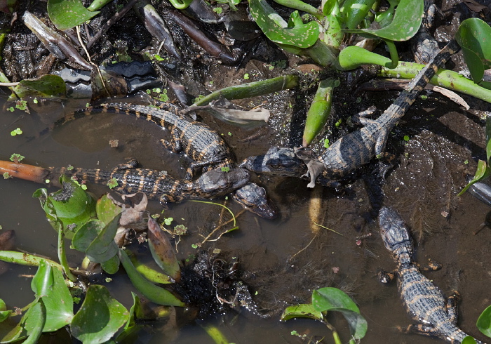 Alligator mississippiensis Alligatoridae