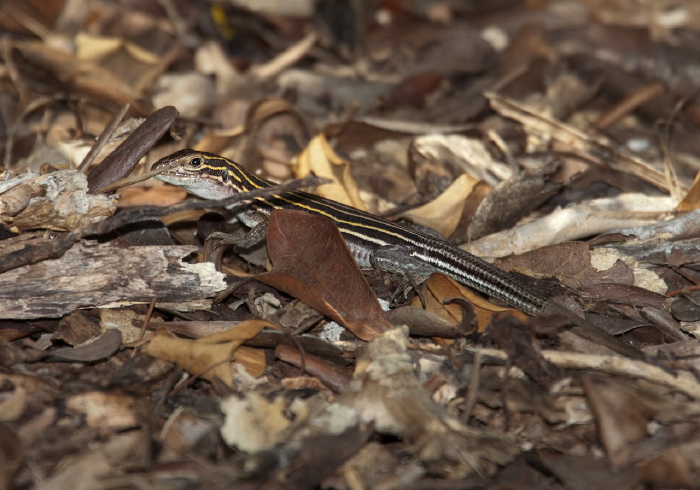 Cnemidophorus sexlineatus Teiidae