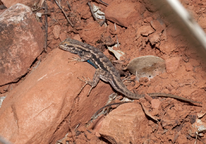 Sceloporus occidentalis longipes Phrynosomatidae