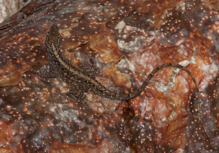 Anolis sagrei? Polychrotidae