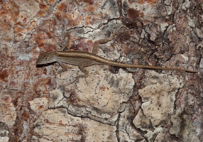 Anolis sagrei? Polychrotidae