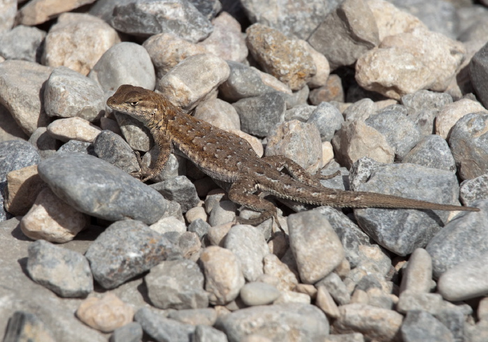 Uta stansburiana elegans? Phrynosomatidae