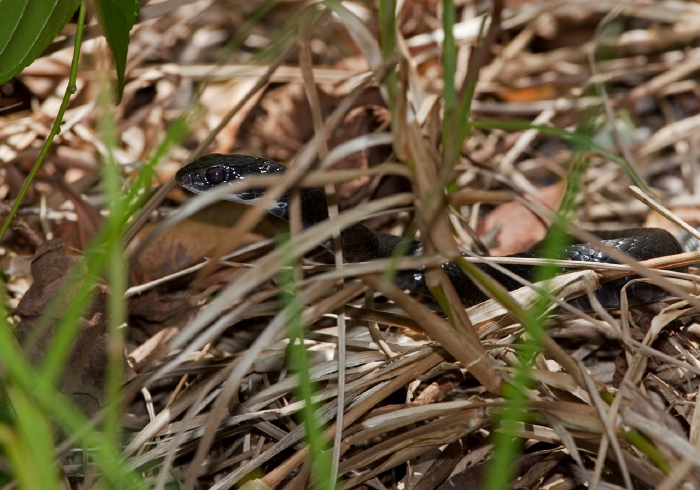 Coluber constrictor priapus Colubridae