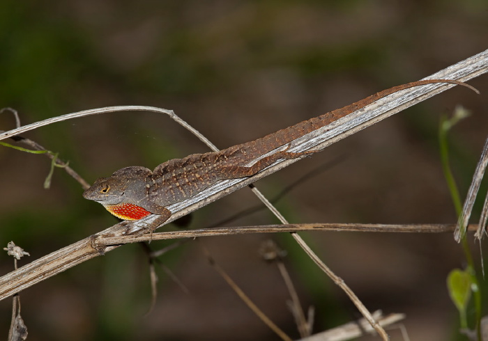 Anolis sagrei? Polychrotidae